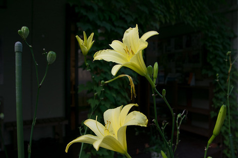 20170901yusuge_jiue_A02-1703.jpg