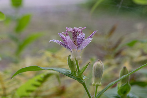 20170902hototogisu.jpg