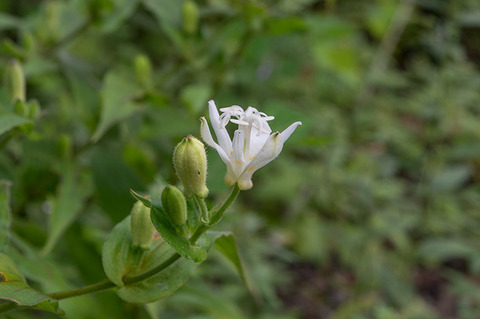 20170902hototogisu-white01.jpg