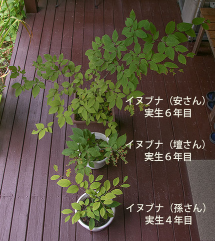 20170911inubuna_46y_an_dan_son_01.jpg