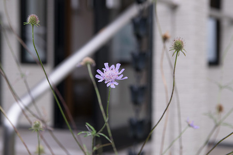 20170916matsumushiso01.jpg
