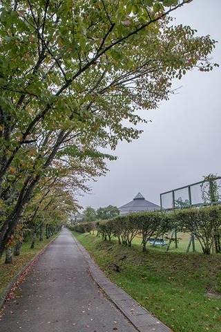 20170916yagasaki-sakura01.jpg