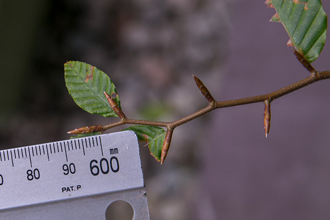 20170923bunaA_4y_04.jpg
