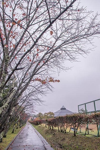 20171015yagasaki-sakura01.jpg