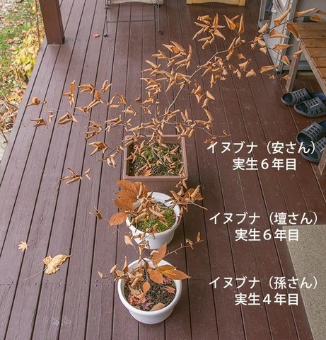 20171108inubuna_46y_an_dan_son_01.jpg