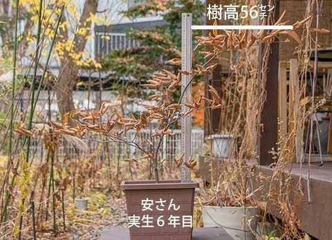 20171108inubuna_6y_an_01.jpg