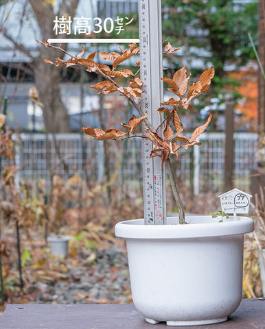 20171115bunaA_4y_01.jpg