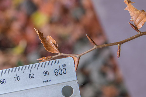 20171115bunaA_4y_04.jpg