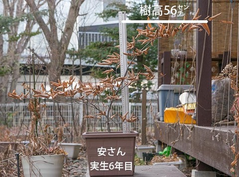 20171125inubuna_6y_an_01.jpg