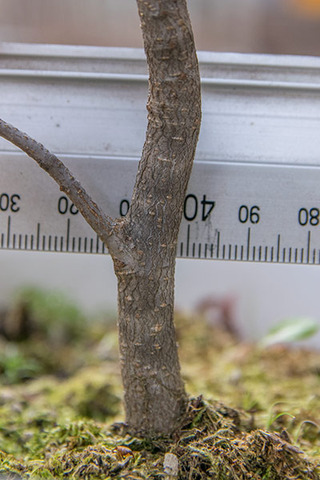 20171125inubuna_6y_dan_03.jpg