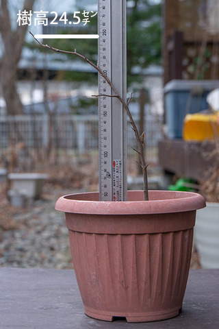 20171126bunaB_4y_01.jpg