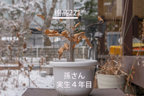20180108inubuna_4y_son_01.jpg