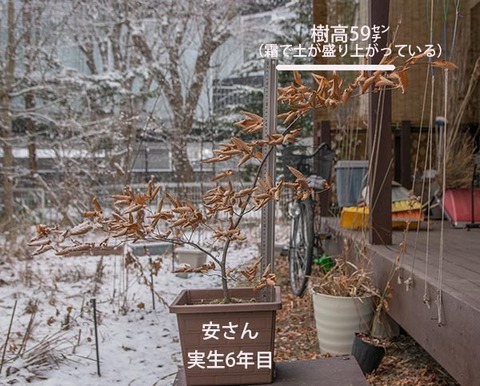 20180108inubuna_6y_an_01.jpg