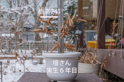 20180108inubuna_6y_dan_01.jpg