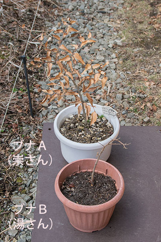 20180401bunaAB01_5y_01.jpg