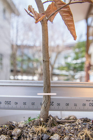20180401bunaA_5y_03b.jpg