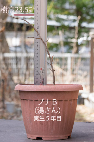 20180401bunaB_5y_01.jpg