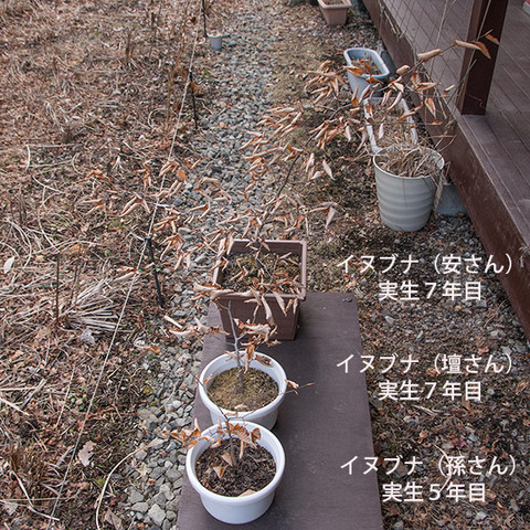 20180401inubuna_57y_an_dan_son_01.jpg
