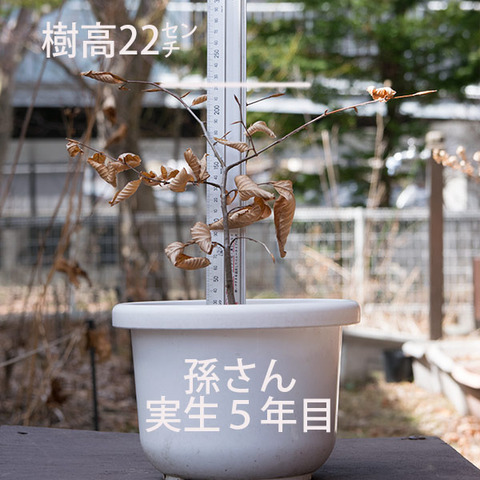 20180401inubuna_5y_son_01.jpg