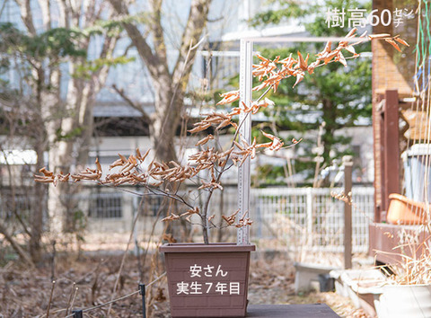 20180401inubuna_7y_an_01.jpg