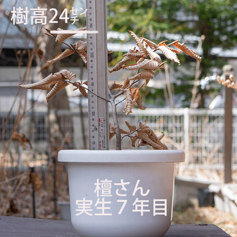 20180401inubuna_7y_dan_01.jpg