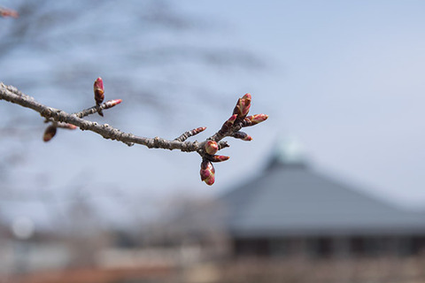20180403yagasaki-sakura02.jpg