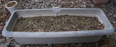 20180404yusuge_planter_2y_20170504_01.jpg