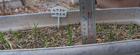 20180404yusuge_planter_2y_20170504_02.jpg