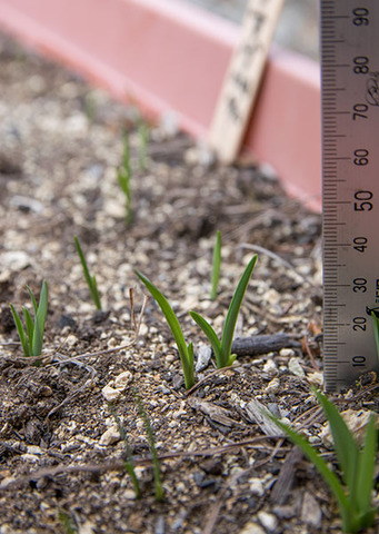 20180404yusuge_planter_3y_20160412_02.jpg