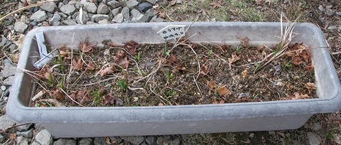 20180404yusuge_planter_5y_20140411_A01.jpg