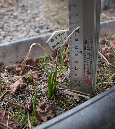 20180404yusuge_planter_5y_20140411_A02.jpg