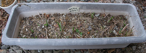 20180404yusuge_planter_5y_20140411_B01.jpg