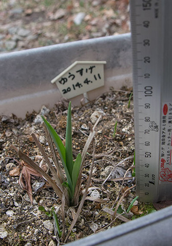 20180404yusuge_planter_5y_20140411_B02.jpg
