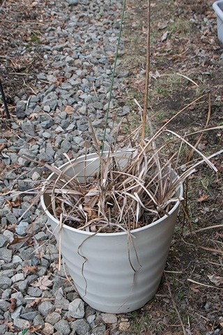20180404yusuge_pot_10y_A01.jpg
