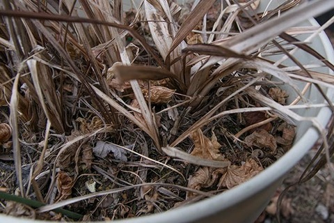 20180404yusuge_pot_10y_A02.jpg