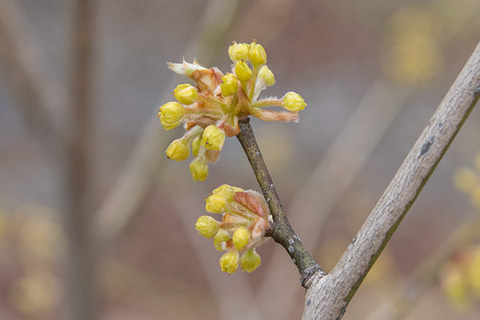 20180407museum-dankobai01.jpg