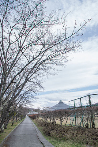 20180407yagasaki-sakura01.jpg