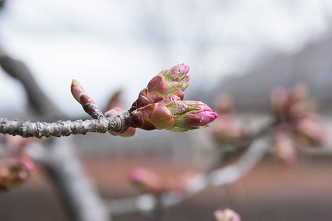 20180407yagasaki-sakura02.jpg
