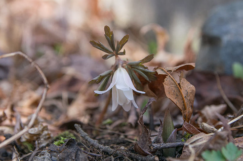20180408azumaichige01.jpg