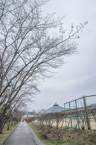 20180411yagasaki-sakura01.jpg