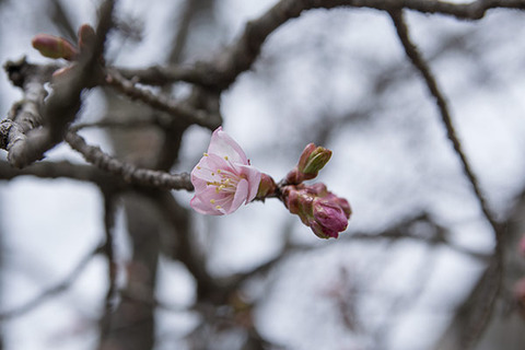 20180411yagasaki-sakura02.jpg