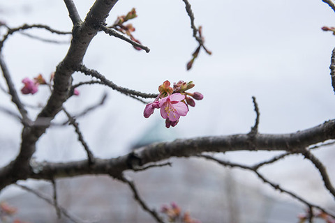 20180411yagasaki-sakura04.jpg