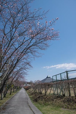 20180413yagasaki-sakura07.jpg
