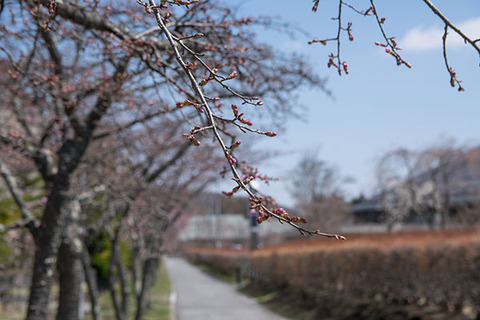 20180413yagasaki-sakura08.jpg