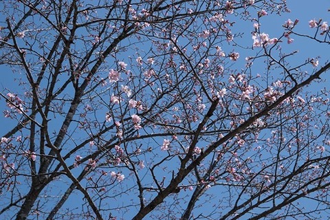 20180413yagasaki-sakura09.jpg