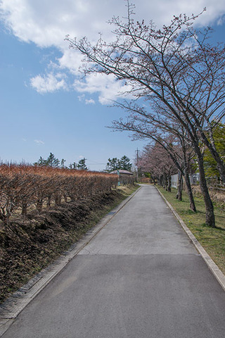 20180413yagasaki-sakura11.jpg