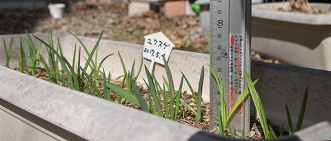 20180413yusuge_planter_2y_B_20170504-02.jpg
