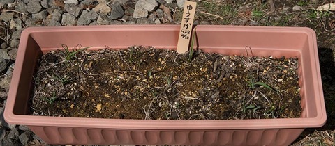 20180413yusuge_planter_3y_B_20160412-01.jpg