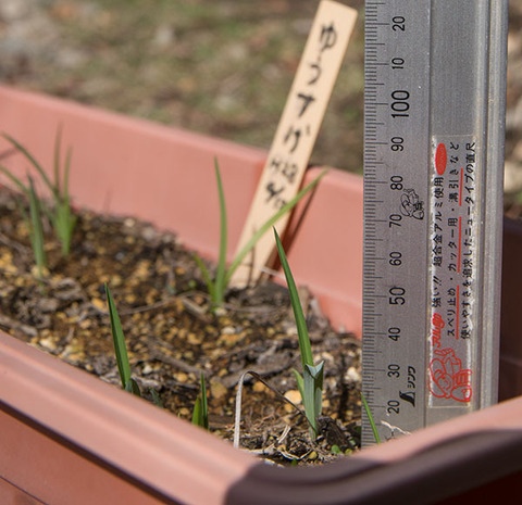 20180413yusuge_planter_3y_B_20160412-02.jpg