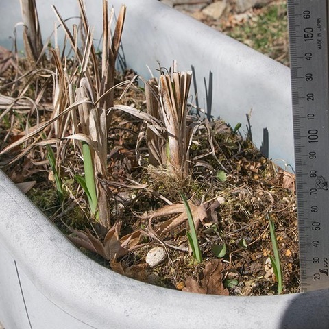 20180413yusuge_planter_4y_C_20150510-02.jpg